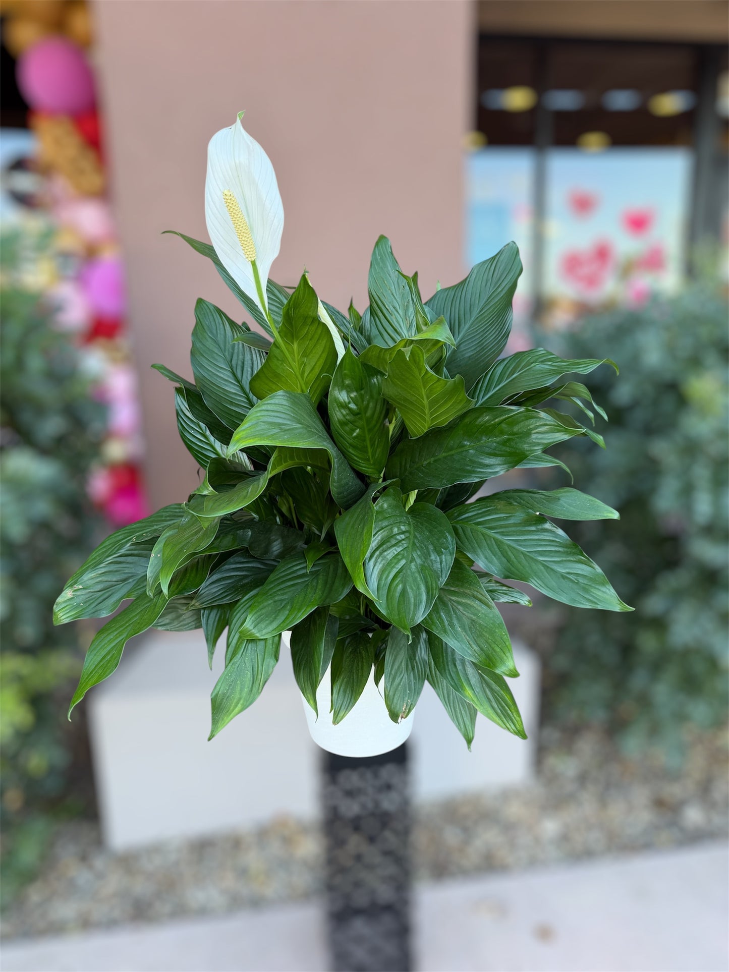 Peace Lilly