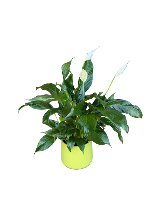Peace Lilly